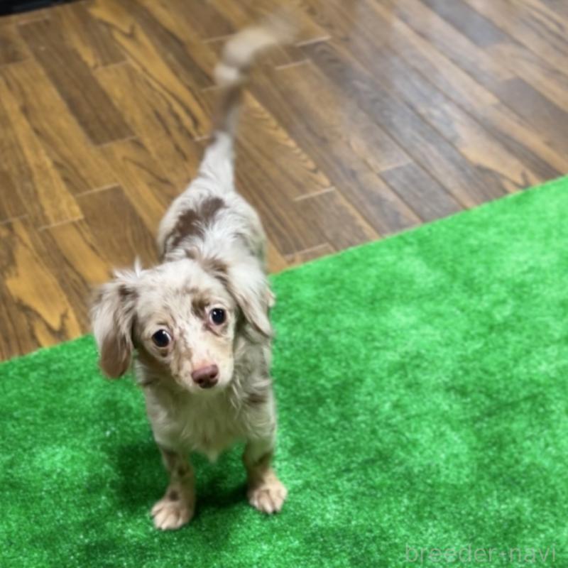 販売中の栃木県のチワックス:チワワ×ミニチュアダックスフンド-415728の6枚目