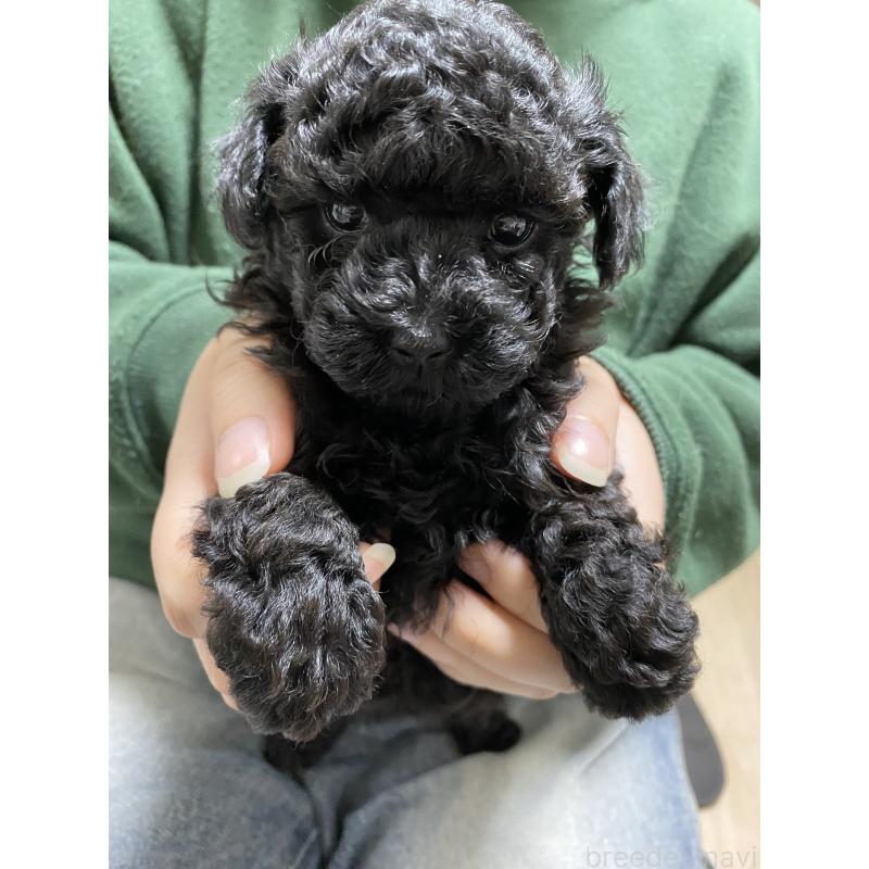 販売中の岡山県のトイプードル-426432の1枚目