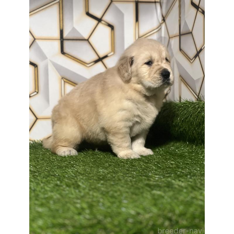 販売中の静岡県のゴールデンレトリーバー-426433の6枚目