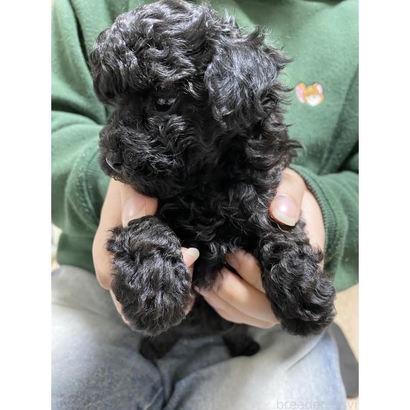 販売中の岡山県のトイプードル-426432の2枚目