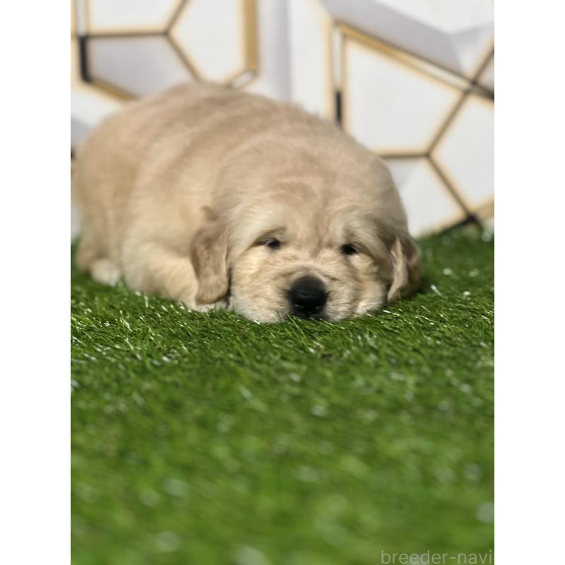 販売中の静岡県のゴールデンレトリーバー-426433の5枚目