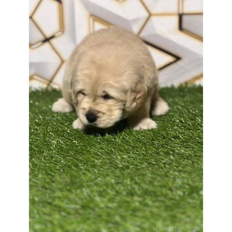 販売中の静岡県のゴールデンレトリーバー-426433の4枚目