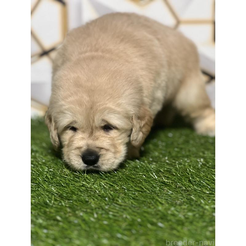 販売中の静岡県のゴールデンレトリーバー-426433の3枚目