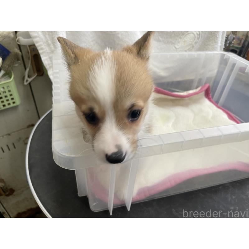 販売中の愛媛県のウェルシュコーギーペンブローク-426434の10枚目