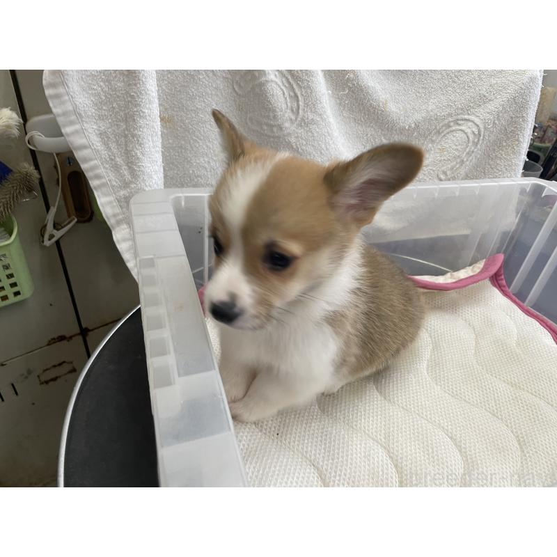 販売中の愛媛県のウェルシュコーギーペンブローク-426434の9枚目