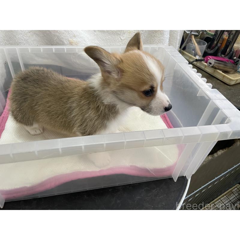 販売中の愛媛県のウェルシュコーギーペンブローク-426434の8枚目