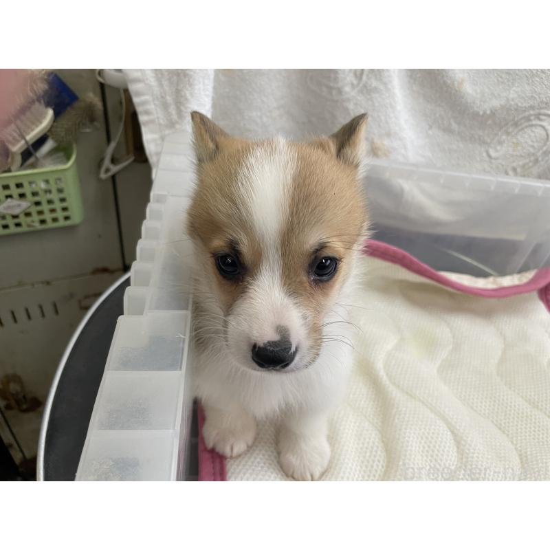 販売中の愛媛県のウェルシュコーギーペンブローク-426434の7枚目