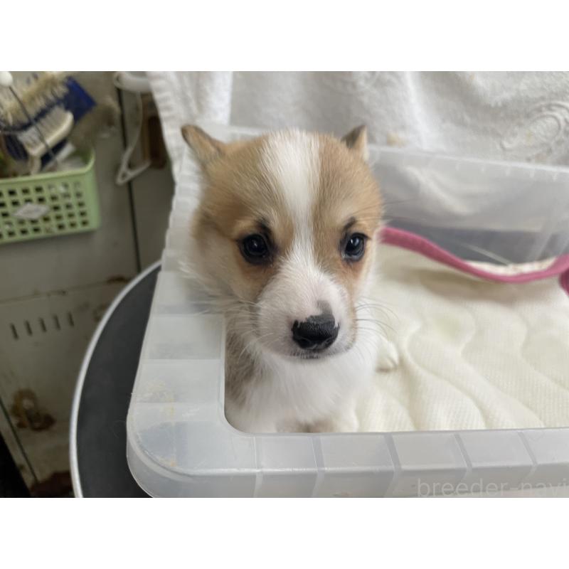 販売中の愛媛県のウェルシュコーギーペンブローク-426434の6枚目