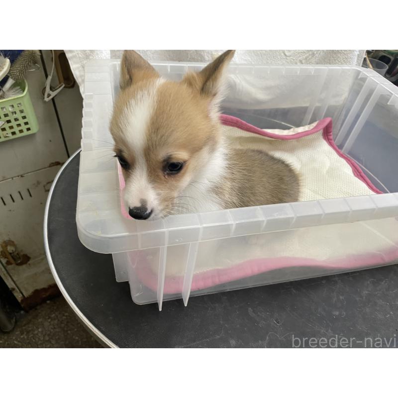 販売中の愛媛県のウェルシュコーギーペンブローク-426434の5枚目