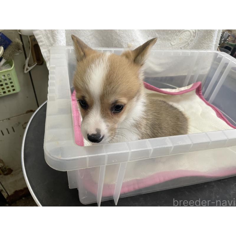 販売中の愛媛県のウェルシュコーギーペンブローク-426434の4枚目