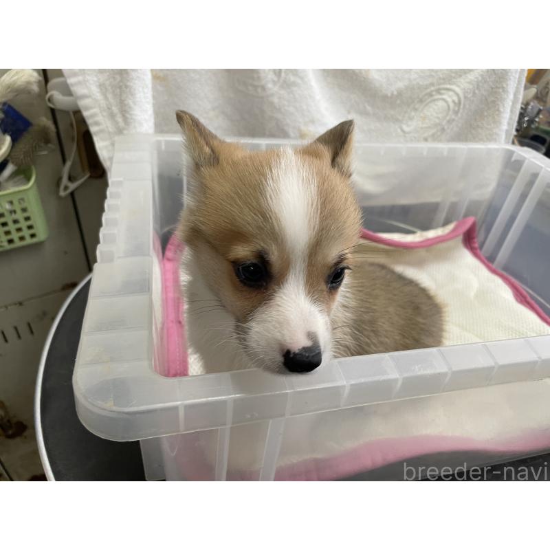 販売中の愛媛県のウェルシュコーギーペンブローク-426434の3枚目