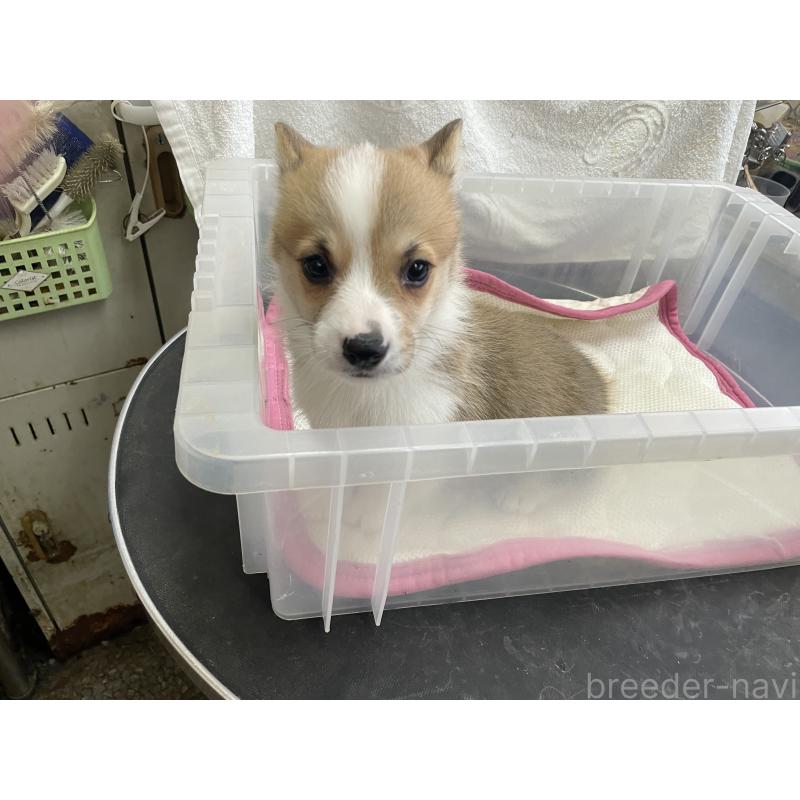 販売中の愛媛県のウェルシュコーギーペンブローク-426434の2枚目