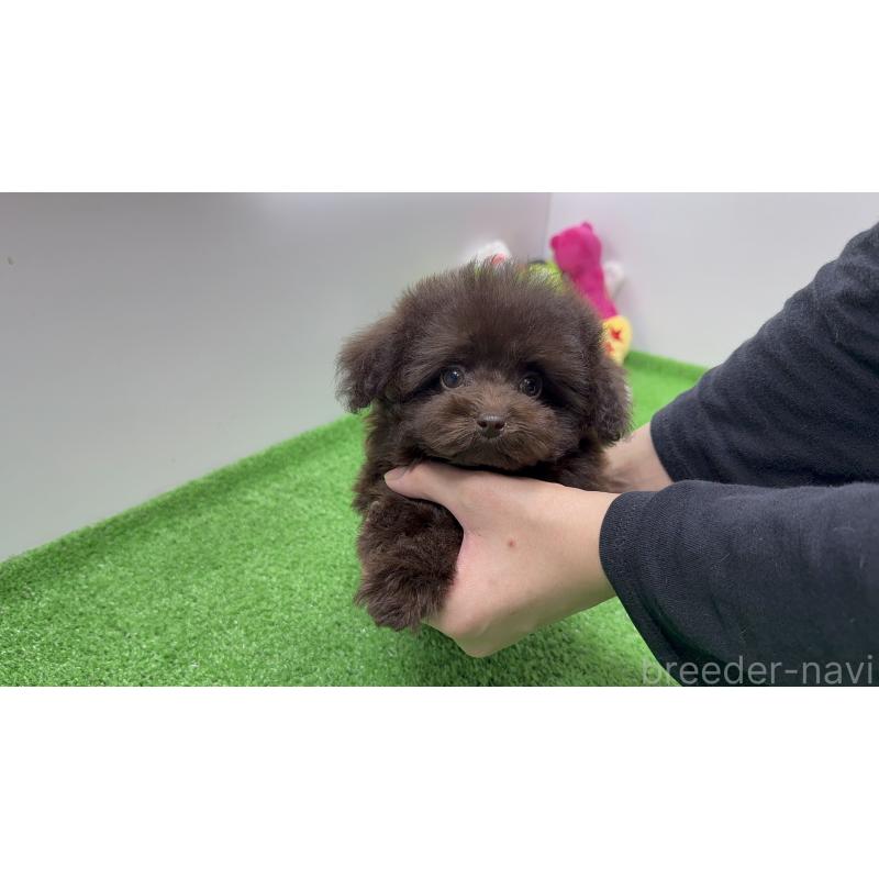 成約済の新潟県のティーカッププードル-421980の7枚目