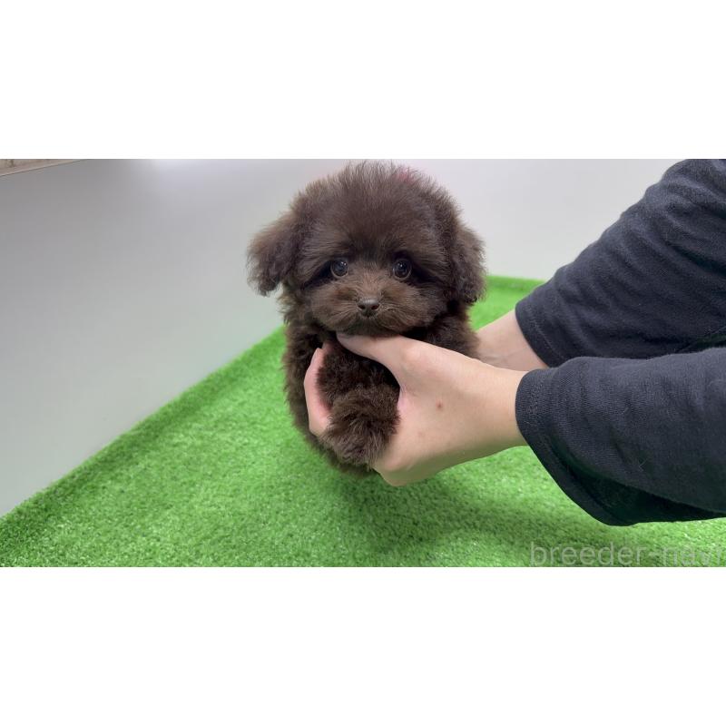 成約済の新潟県のティーカッププードル-421980の6枚目