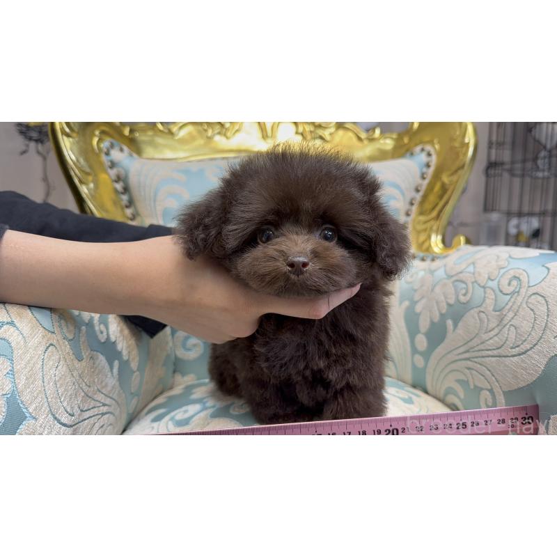 成約済の新潟県のティーカッププードル-421980の5枚目