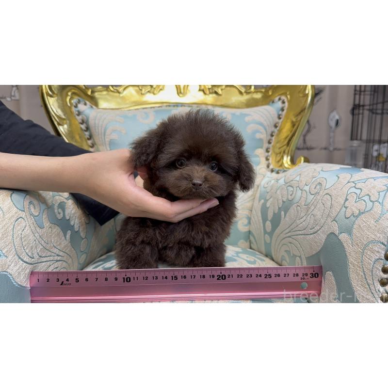 成約済の新潟県のティーカッププードル-421980の4枚目