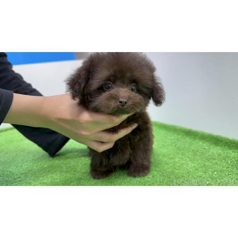 成約済の新潟県のティーカッププードル-421980の2枚目