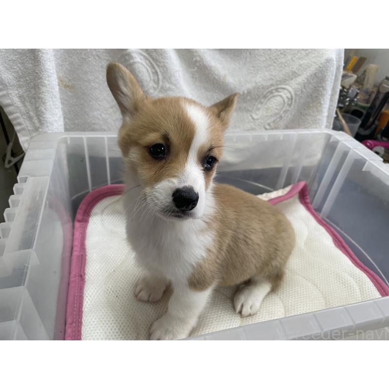 販売中の愛媛県のウェルシュコーギーペンブローク-426435の4枚目