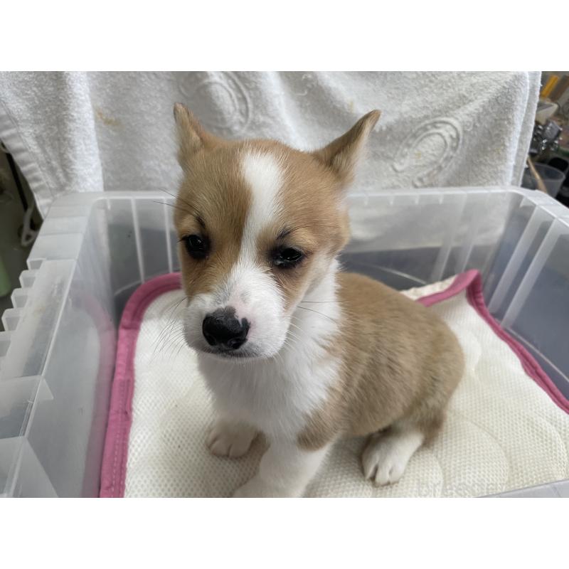販売中の愛媛県のウェルシュコーギーペンブローク-426435の3枚目