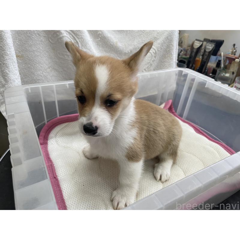 販売中の愛媛県のウェルシュコーギーペンブローク-426435の2枚目