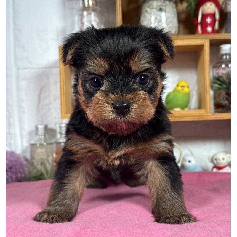 販売中の神奈川県のヨークシャーテリア-424539