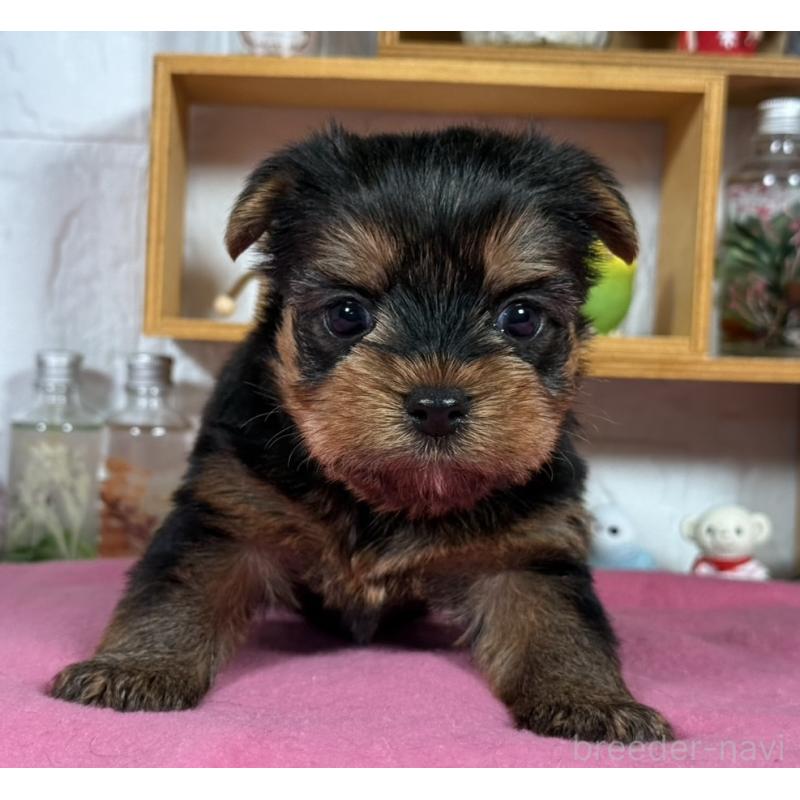 成約済の神奈川県のヨークシャーテリア-424539の3枚目