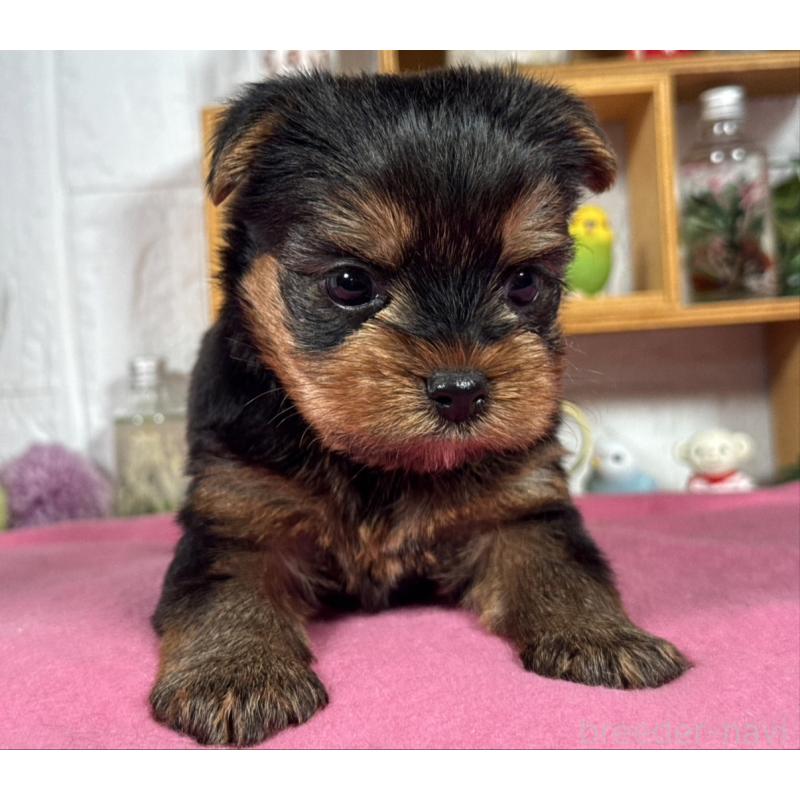 成約済の神奈川県のヨークシャーテリア-424539の2枚目