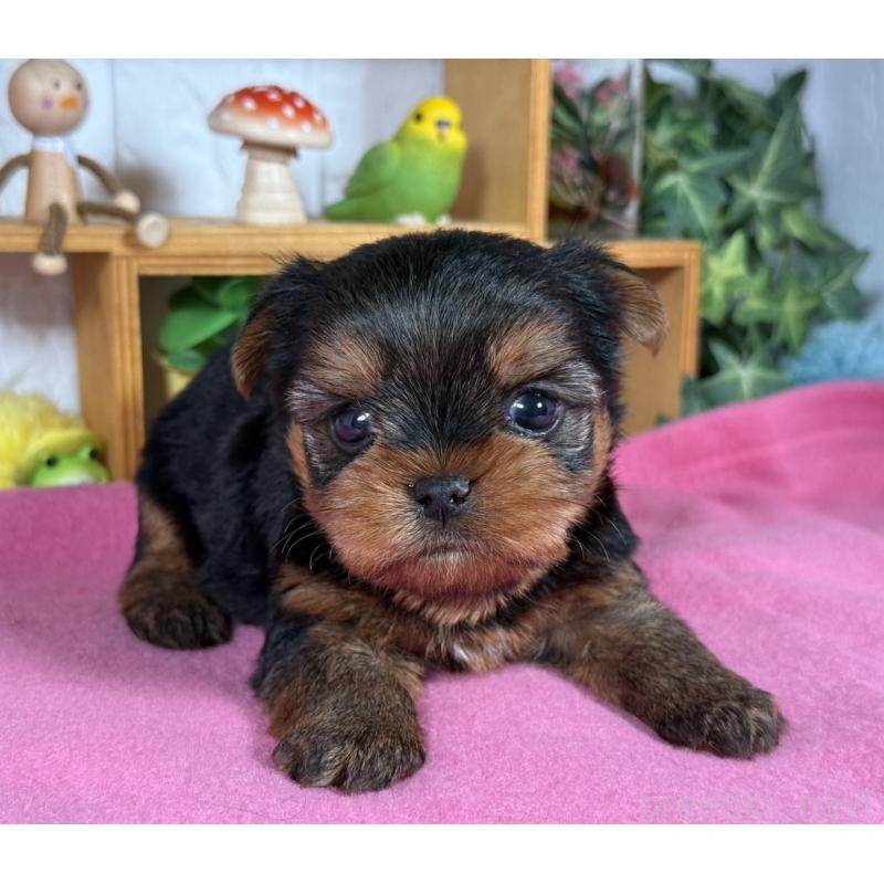 販売中の神奈川県のヨークシャーテリア-424540