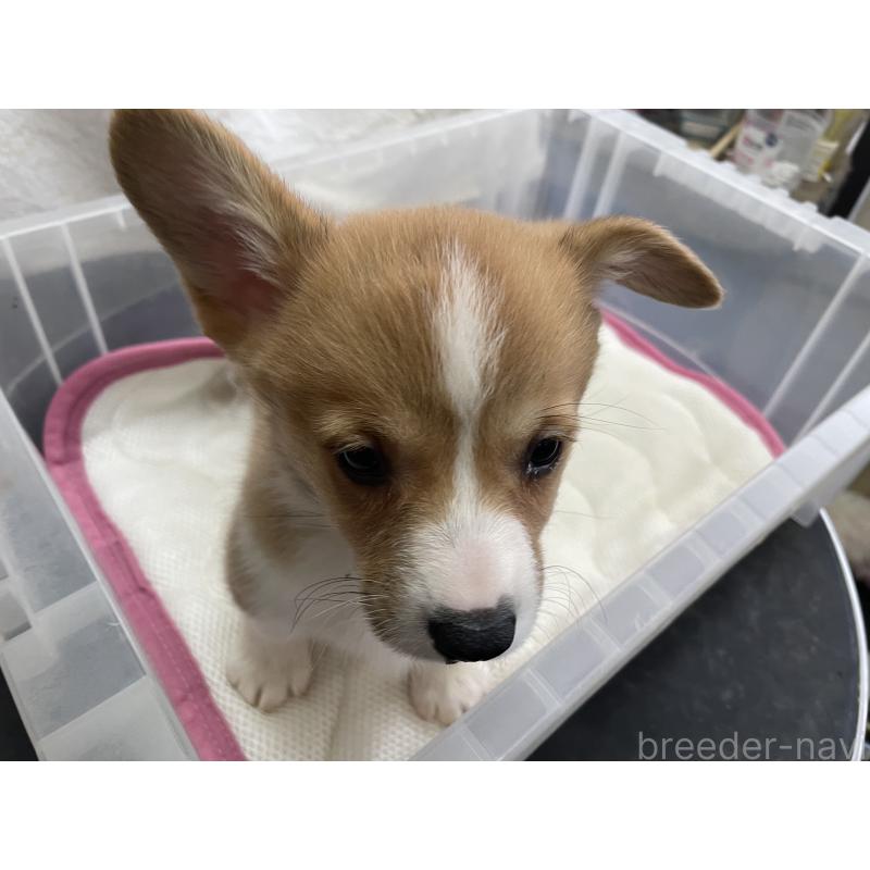 販売中の愛媛県のウェルシュコーギーペンブローク-426437の7枚目