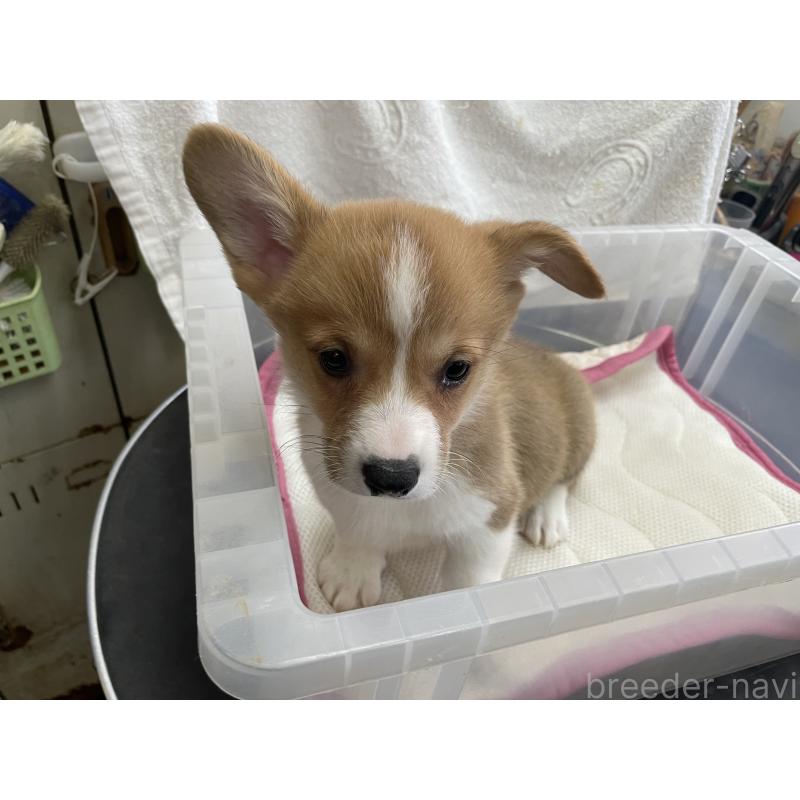 販売中の愛媛県のウェルシュコーギーペンブローク-426437の6枚目