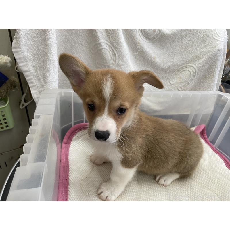 販売中の愛媛県のウェルシュコーギーペンブローク-426437の5枚目