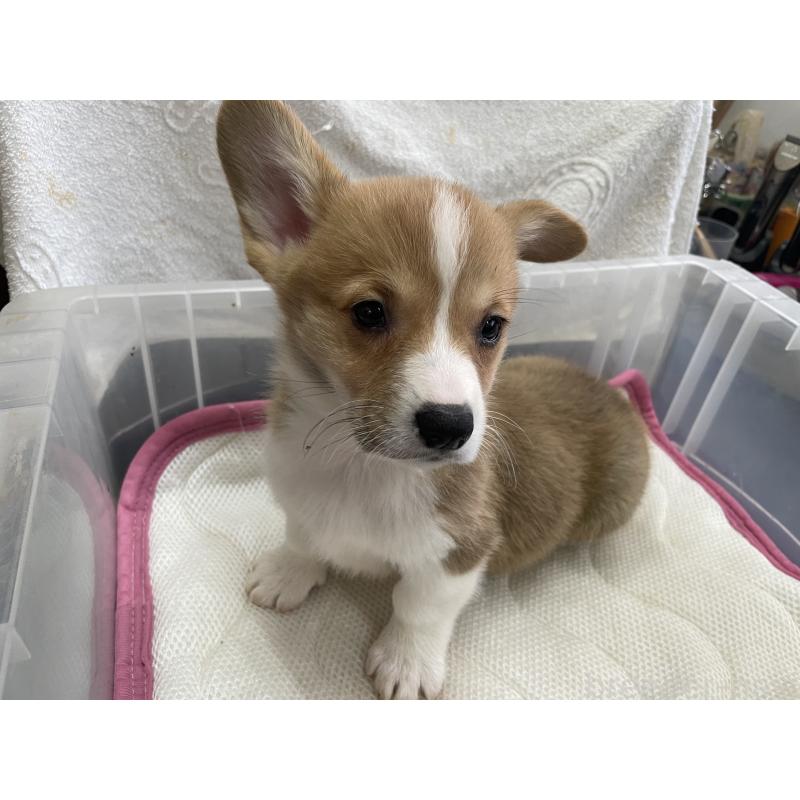 販売中の愛媛県のウェルシュコーギーペンブローク-426437の4枚目