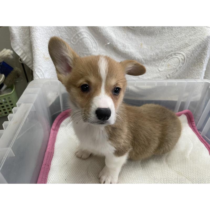 販売中の愛媛県のウェルシュコーギーペンブローク-426437の3枚目