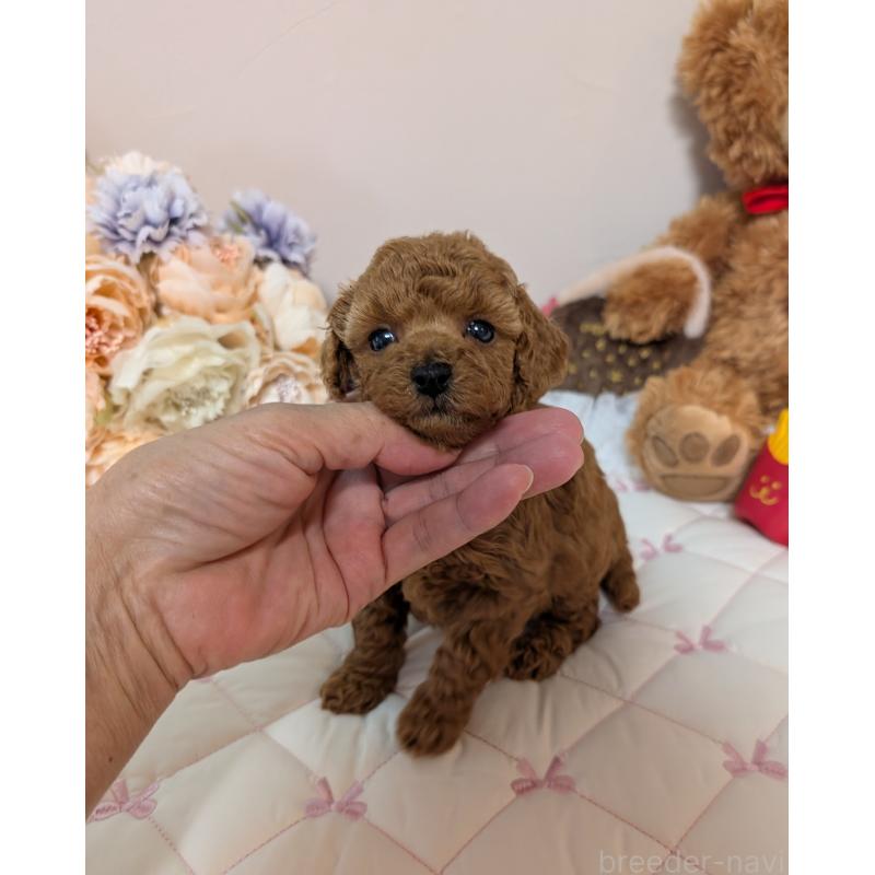 販売中の新潟県のティーカッププードル-426436の2枚目