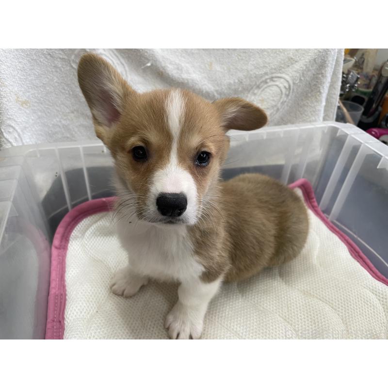 販売中の愛媛県のウェルシュコーギーペンブローク-426437の2枚目
