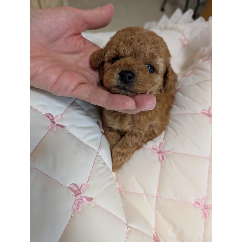 販売中の新潟県のティーカッププードル-426439の3枚目