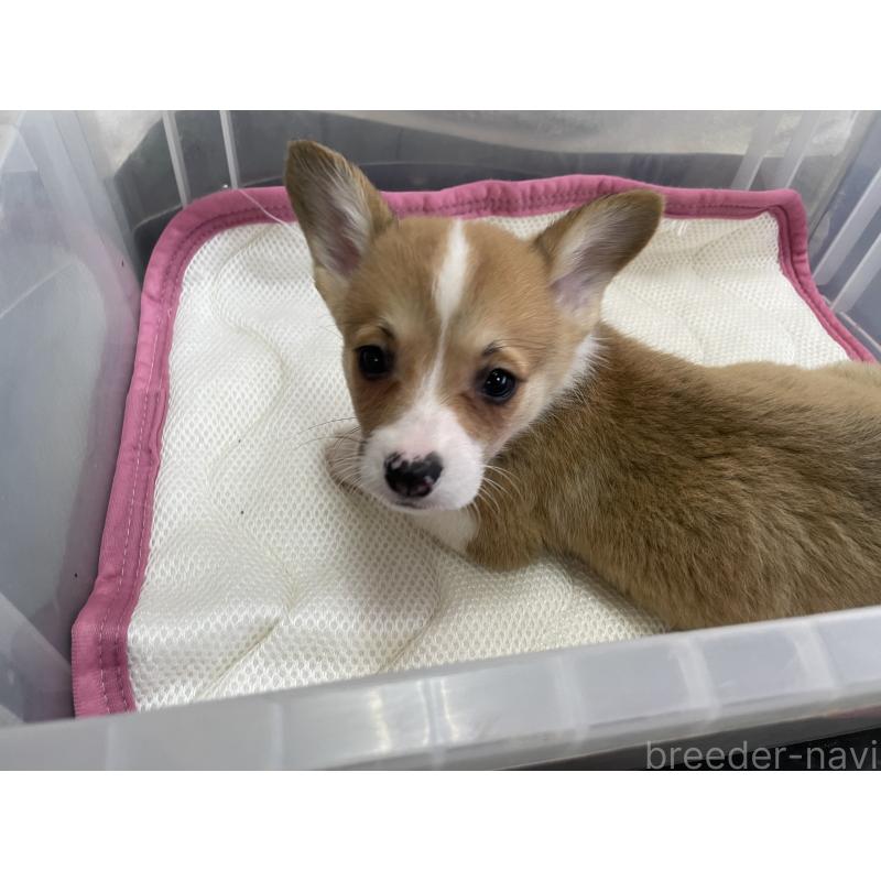 販売中の愛媛県のウェルシュコーギーペンブローク-426442の4枚目