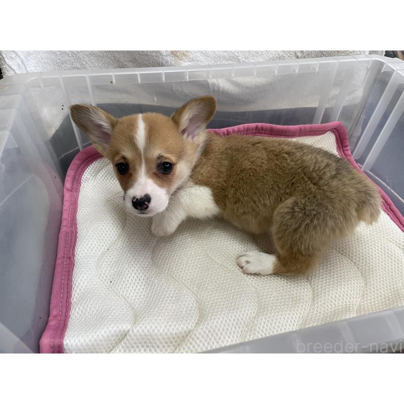 販売中の愛媛県のウェルシュコーギーペンブローク-426442の3枚目