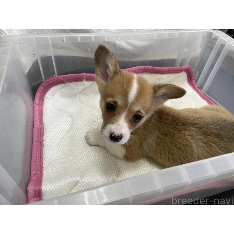 販売中の愛媛県のウェルシュコーギーペンブローク-426442の2枚目