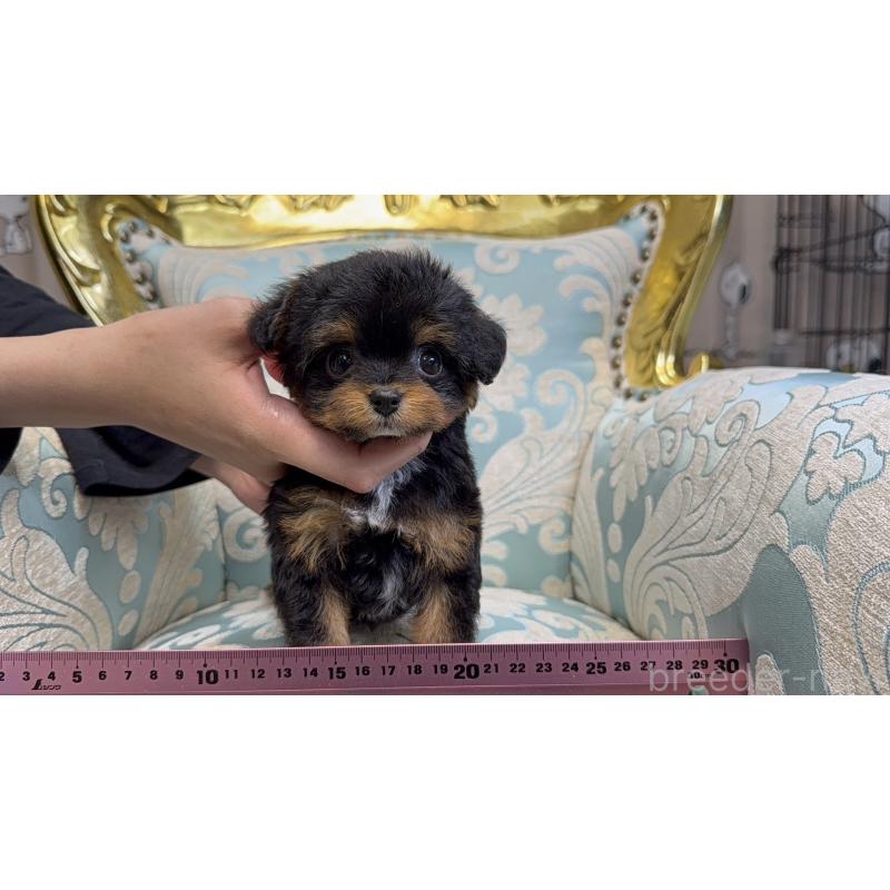 販売中の新潟県のチワプー:チワワ×トイプードル-426440の7枚目