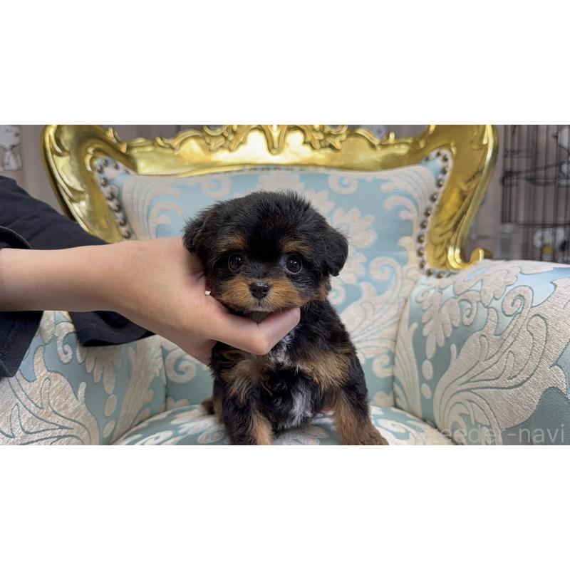 販売中の新潟県のチワプー:チワワ×トイプードル-426440の6枚目