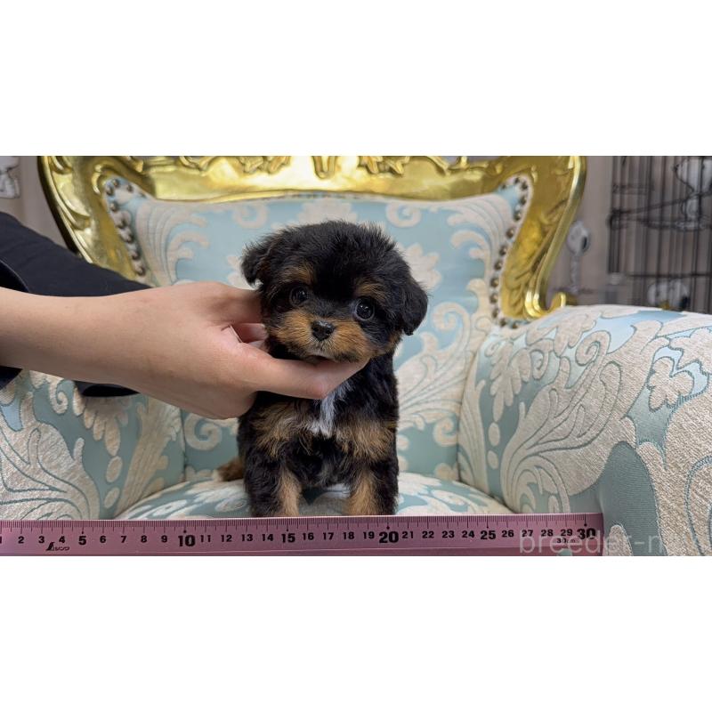 販売中の新潟県のチワプー:チワワ×トイプードル-426440の5枚目