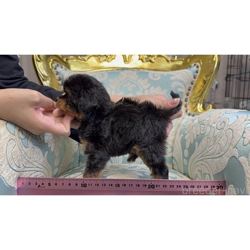 販売中の新潟県のチワプー:チワワ×トイプードル-426440の3枚目