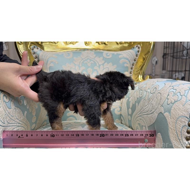 販売中の新潟県のチワプー:チワワ×トイプードル-426440の2枚目