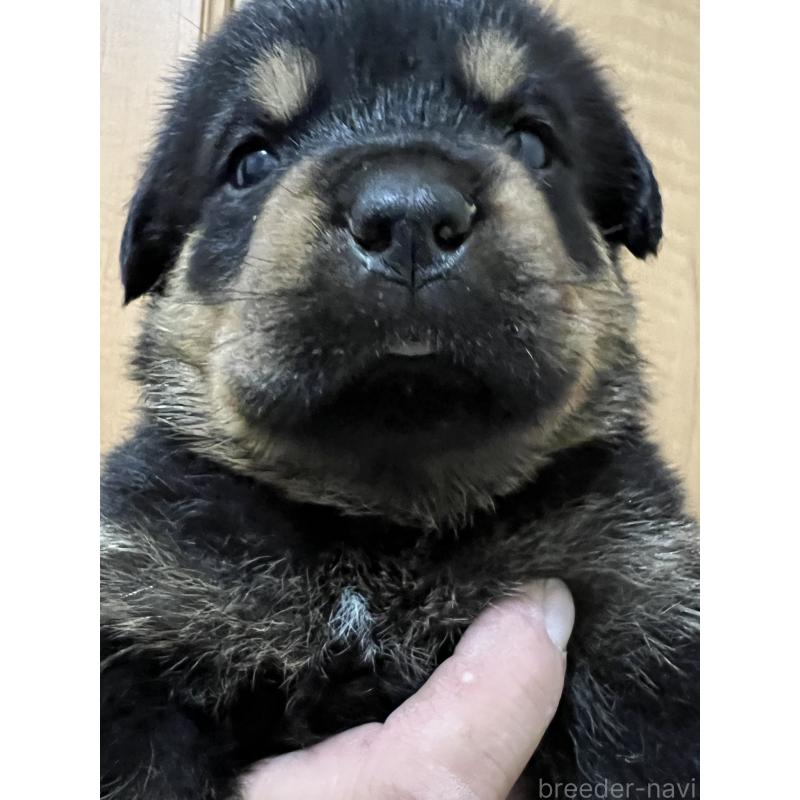 販売中の愛知県のロットワイラー-421473