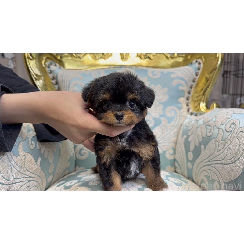 販売中の東京都のチワプー:チワワ×トイプードル-426443の3枚目