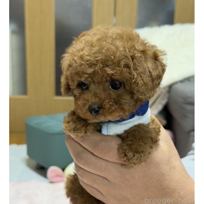 販売中の三重県のティーカッププードル-426441の8枚目