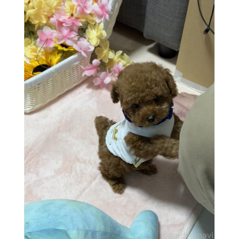 販売中の三重県のティーカッププードル-426441の7枚目