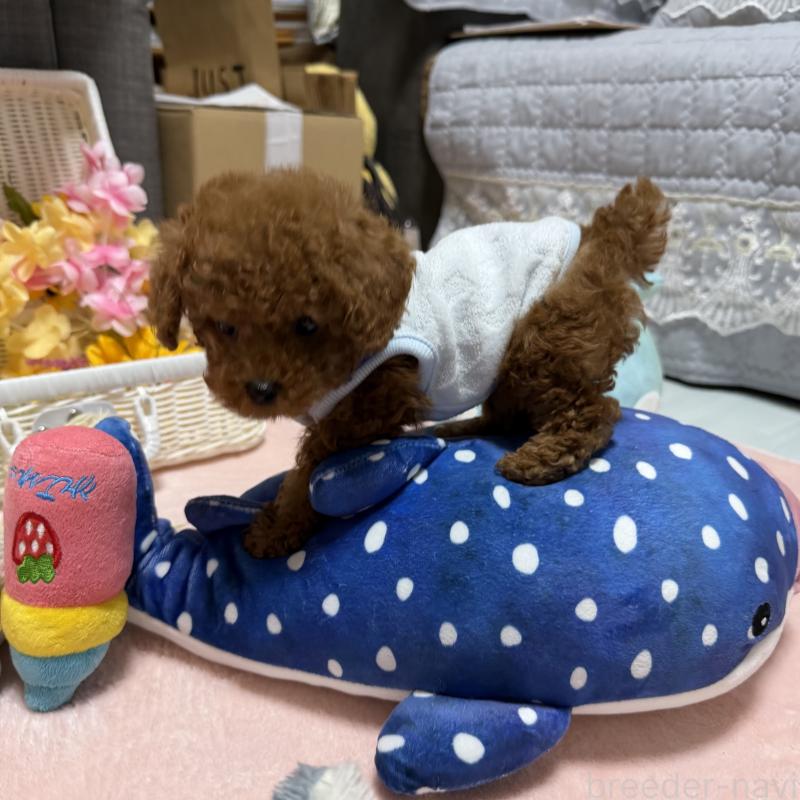 販売中の三重県のティーカッププードル-426441の6枚目