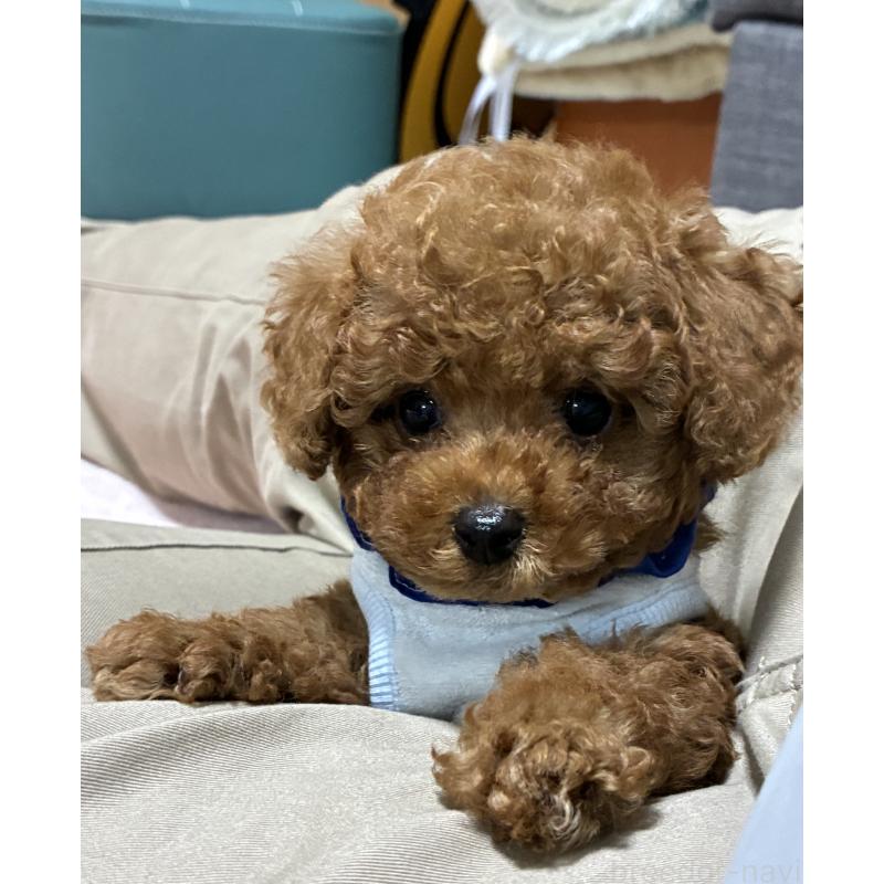 販売中の三重県のティーカッププードル-426441の5枚目